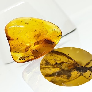 Amber with Insect Fossil, Collector Specimen, Unique Baltic Amber Piece, Genuine Natural Amber, Baltic Amber with Insect for Million Years