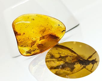 虫入り琥珀、天然琥珀 - 虫入り琥珀 - 虫入り琥珀 - 琥珀水晶 - 研磨