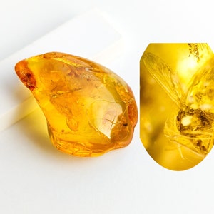 4000万年前の昆虫の化石：天然バルト海産琥珀 - Etsy 日本