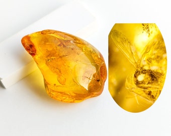 40 Million Year Old Insect Fossil: Natural Baltic Amber Stone