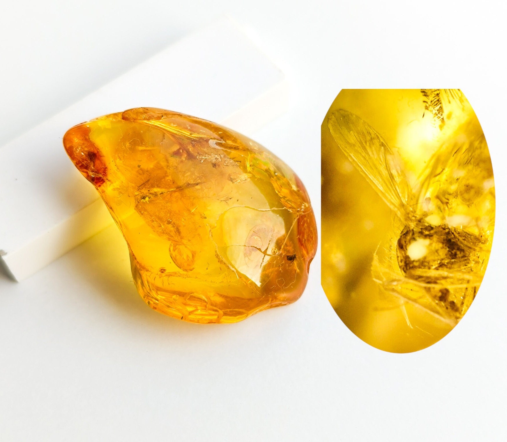 4000万年前の昆虫の化石：天然バルト海産琥珀 - Etsy 日本