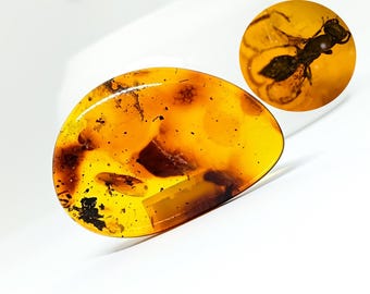 Rare Baltic Amber Stone with Insect Inclusion, Collectors Specimen,Natural Amber Stone for Display, Healing Stone,Authentic Natural Stone