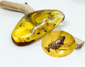 バルト海産琥珀の中の昆虫 – 本物の化石宝石、本物4000万年前の - Etsy