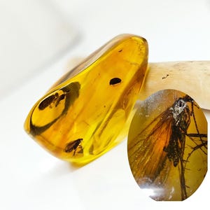 Ambra Baltica Con Insetto Fossile - Inclusione Naturale Da 40-60 Milioni Di Anni - Certificato - Foto 5