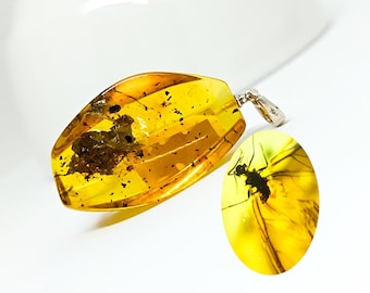 Colgante de ámbar báltico: fósil de insecto natural, enganche de plata 925