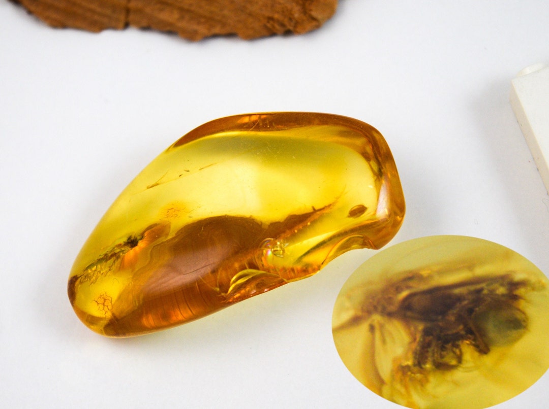 Amber With Insect Fossil Collector Specimen Unique Baltic Etsy