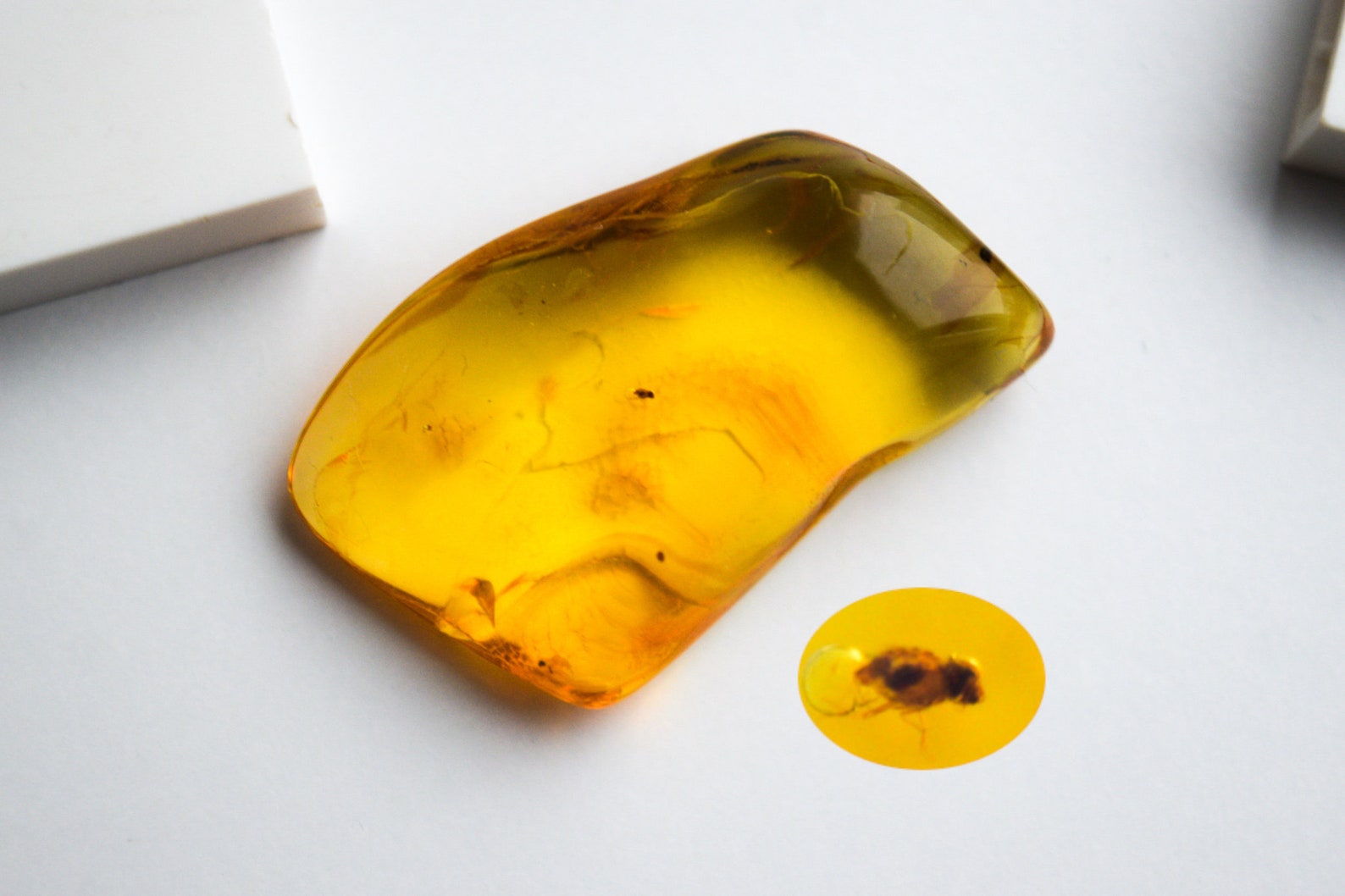 Amber With Insect Fossil Inclusionbaltic Amber With Insect Etsy