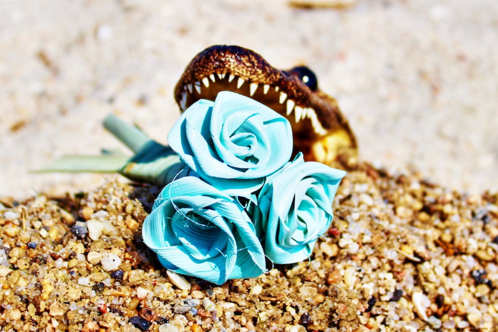 Alligator Bringing You Light Blue Roses on Lake Pontchartrain Etsy