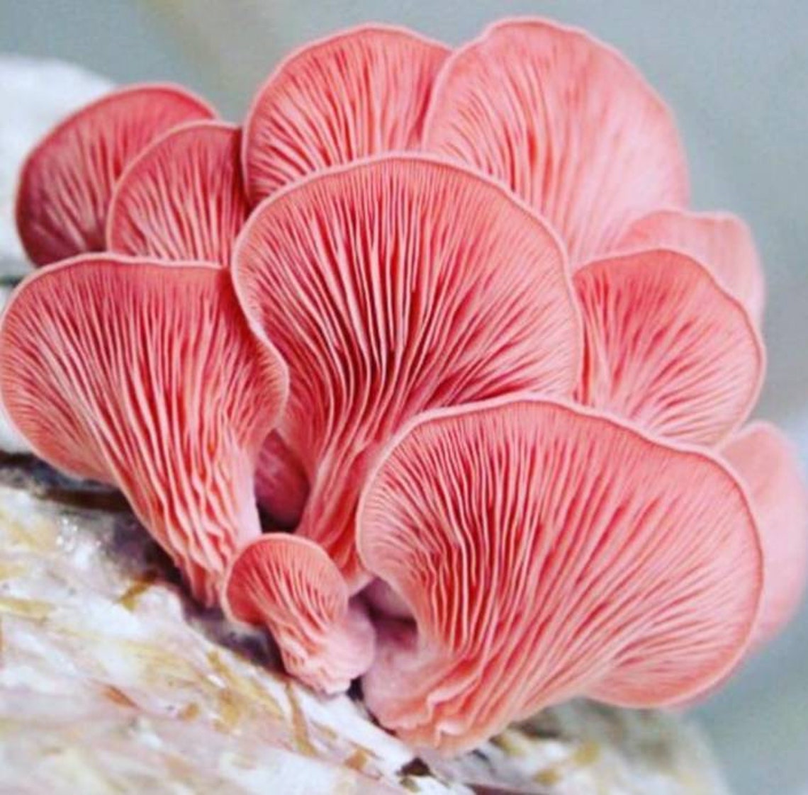 Pink Oyster Mushroom Liquid Culture Etsy