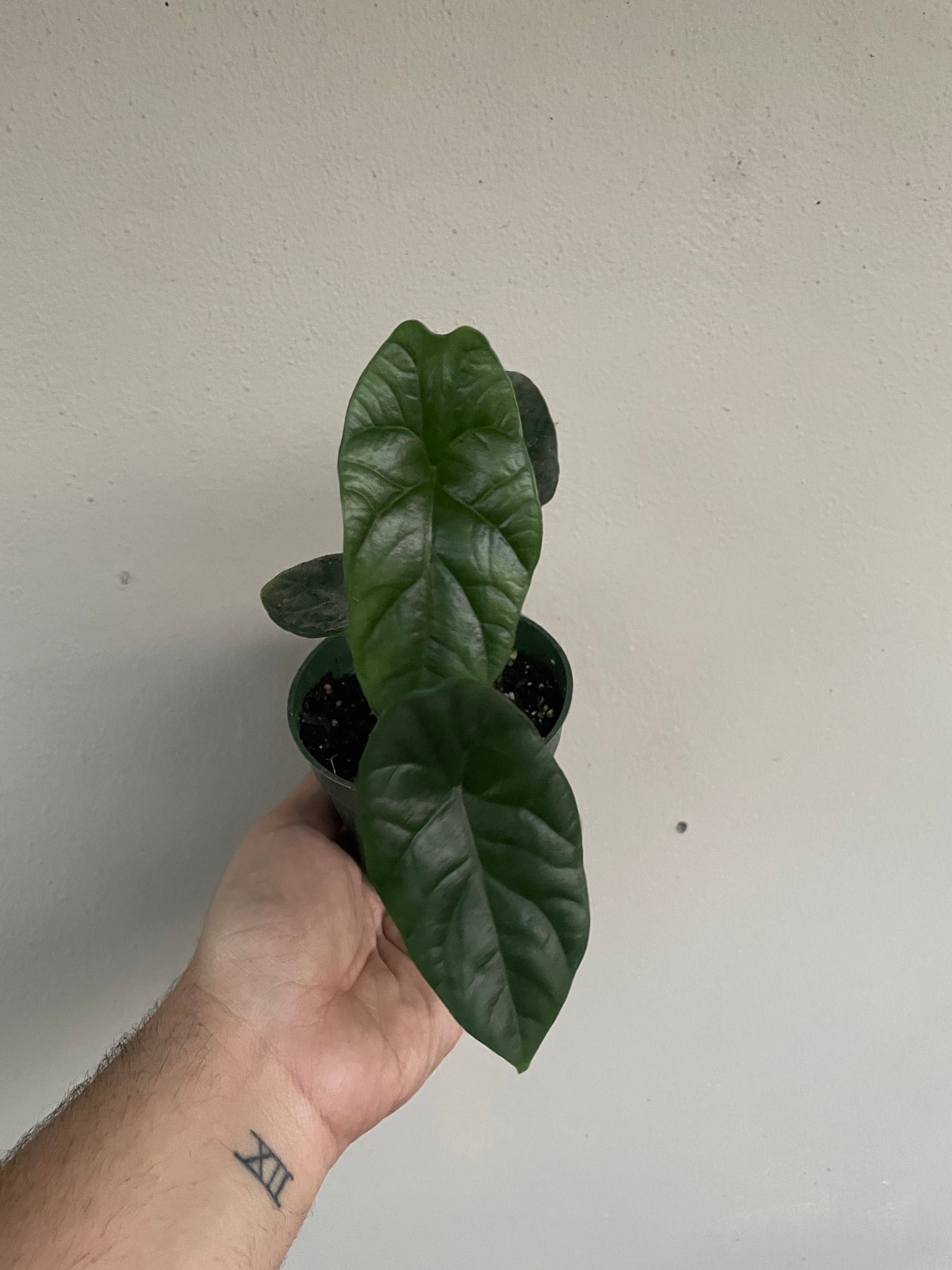 Alocasia sinuata quilted dreams | Etsy