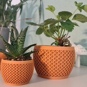Pode incluir: Duas plantas em vasos de cerâmica laranja com um padrão tecido. A planta à esquerda tem folhas verdes com manchas brancas. A planta à direita tem folhas verdes.