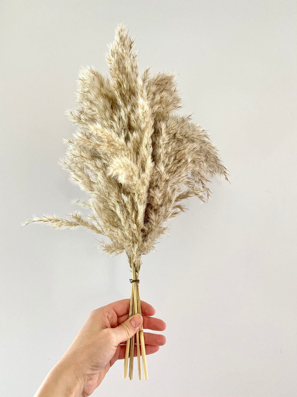 Natural Dry Pampas Grass Extra Fluffy White and Neutral Etsy