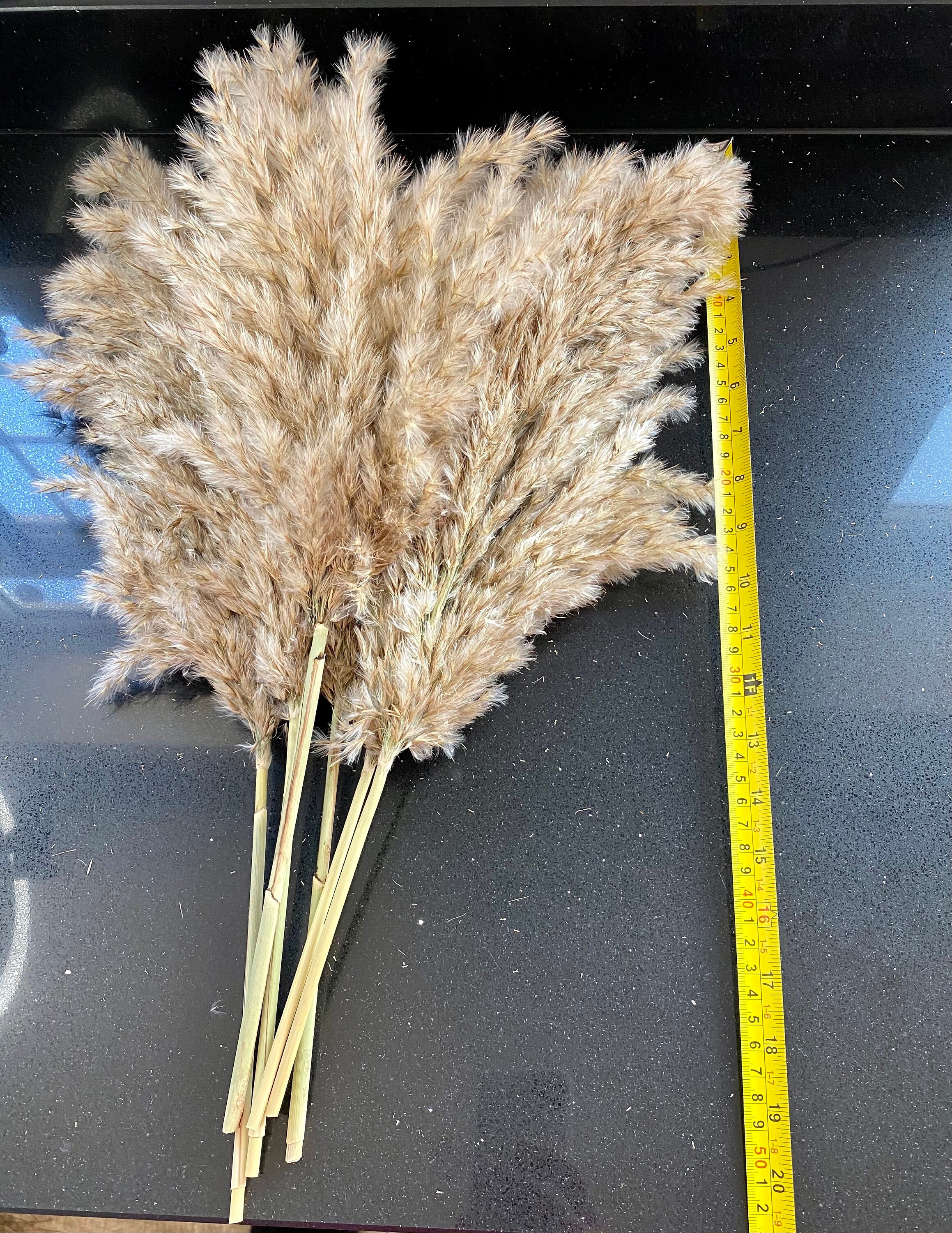 Natural Dry Pampas Grass Extra Fluffy White and Neutral Etsy