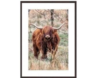 Mucca dell'altopiano, Coo peloso, stampa scozzese