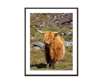 Highland cow, Hushinish, Isle of Harris, Hairy Coo, Szkocja. Szkocka krowa