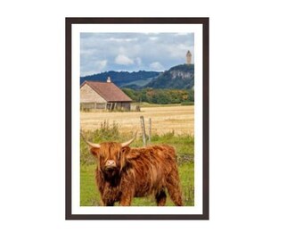 Mucca delle Highland con il monumento a Wallace sullo sfondo, Stirling, Scozia, foto artistica da parete (ritratto).