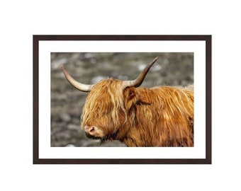 Highland cow, Hushinish, Isle of Harris, Hairy Coo, Szkocja. Szkocka krowa