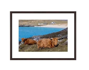 Highland cow, Hushinish, Isle of Harris, Hairy Coo, Szkocja. Szkocka krowa