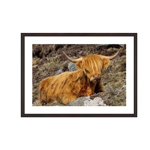 Highland cow, Hushinish, Isle of Harris, Hairy Coo, Scotland. Scottish Cow