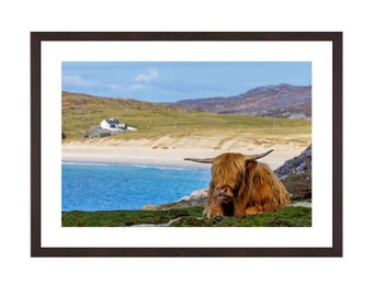 Highland cow, Hushinish, Isle of Harris, Hairy Coo, Szkocja. Szkocka krowa