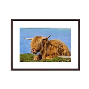 Highland cow, Hushinish, Isle of Harris, Hairy Coo, Scotland. Scottish Cow
