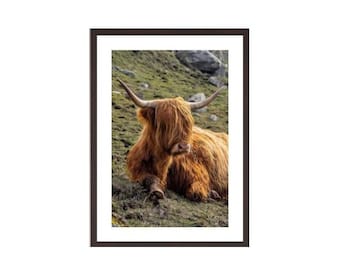 Highland cow, Hushinish, Isle of Harris, Hairy Coo, Szkocja. Szkocka krowa