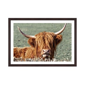 Highland cow, Hairy Coo, Scotland