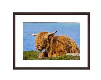 Highland cow, Hushinish, Isle of Harris, Hairy Coo, Szkocja. Szkocka krowa
