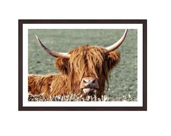 Highland cow, Hairy Coo, Scotland