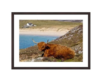 Highland cow, Hushinish, Isle of Harris, Hairy Coo, Szkocja. Szkocka krowa