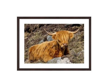 Highland cow, Hushinish, Isle of Harris, Hairy Coo, Szkocja. Szkocka krowa