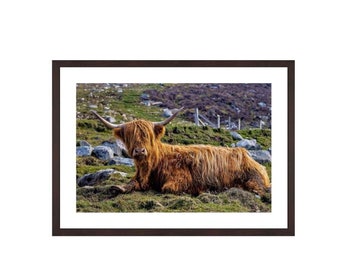 Highland cow, Hushinish, Isle of Harris, Hairy Coo, Szkocja. Szkocka krowa