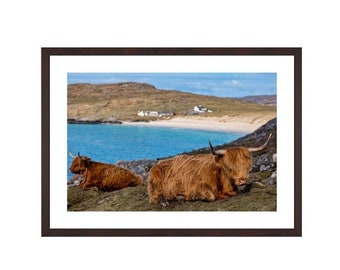 Highland cow, Hushinish, Isle of Harris, Hairy Coo, Szkocja. Szkocka krowa