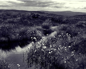 Stream with Wildflowers and Grasses, Benbulbin, County Sligo, Ireland