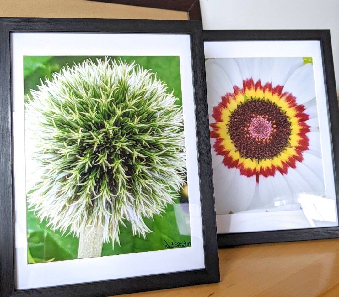 Best Selling Framed Set of 2 Pictures of Artic Glow & Gazania Enhanced