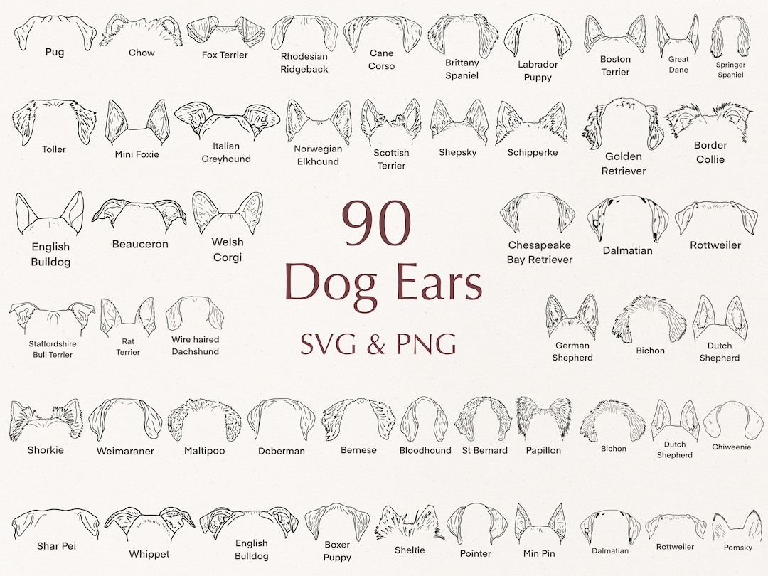 Dog Breed Ears SVG. Hand Drawn. Dog Ears Outline Bundle. Svg Clipart Bundle. Line Art. Tattoo