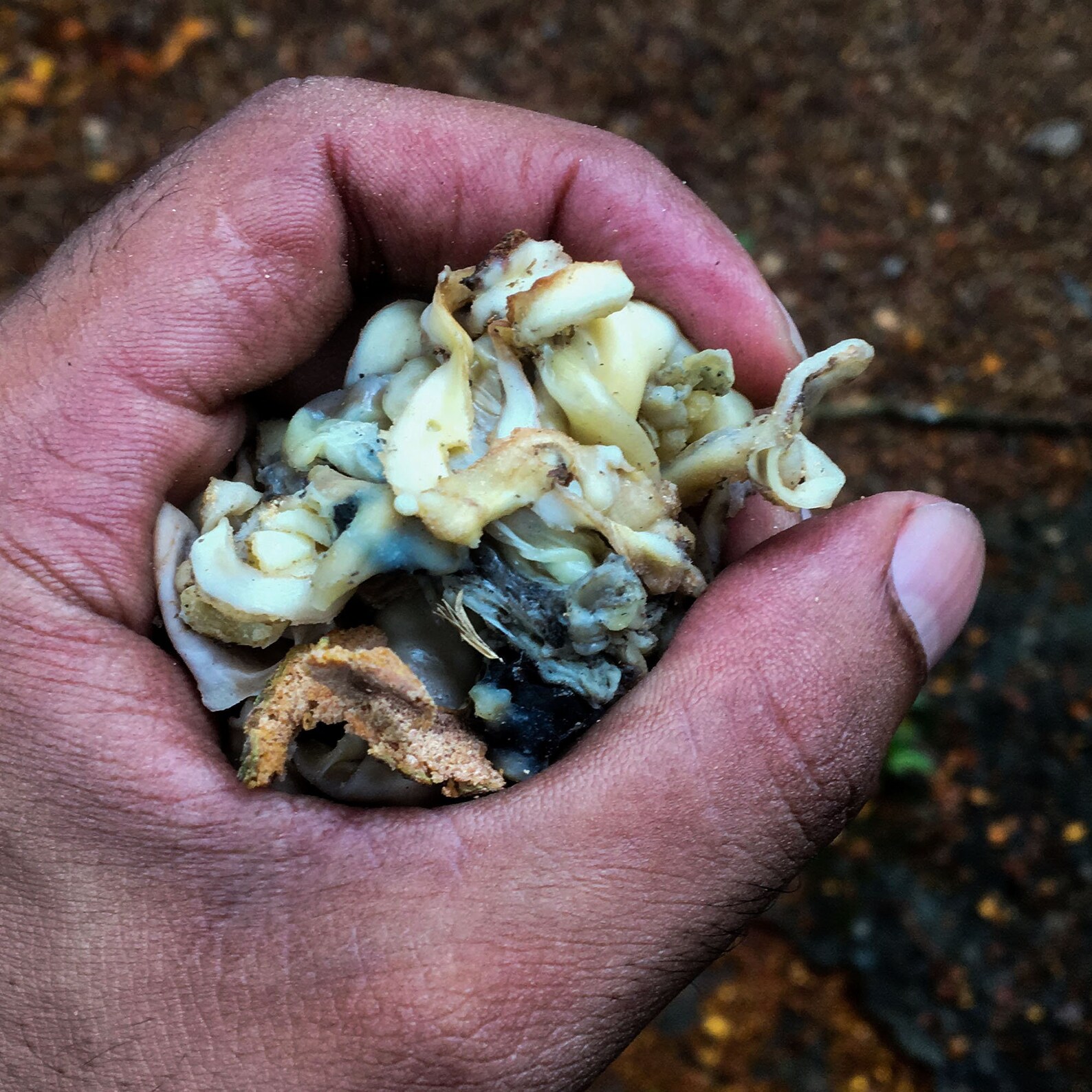 Coagulated Rubber Latex Gutta Percha Rubber Natural Etsy UK