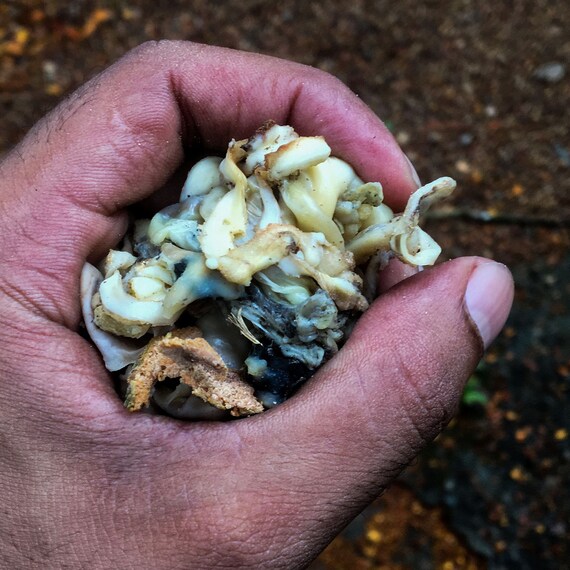 Coagulated Rubber Latex Gutta Percha Rubber Natural Etsy