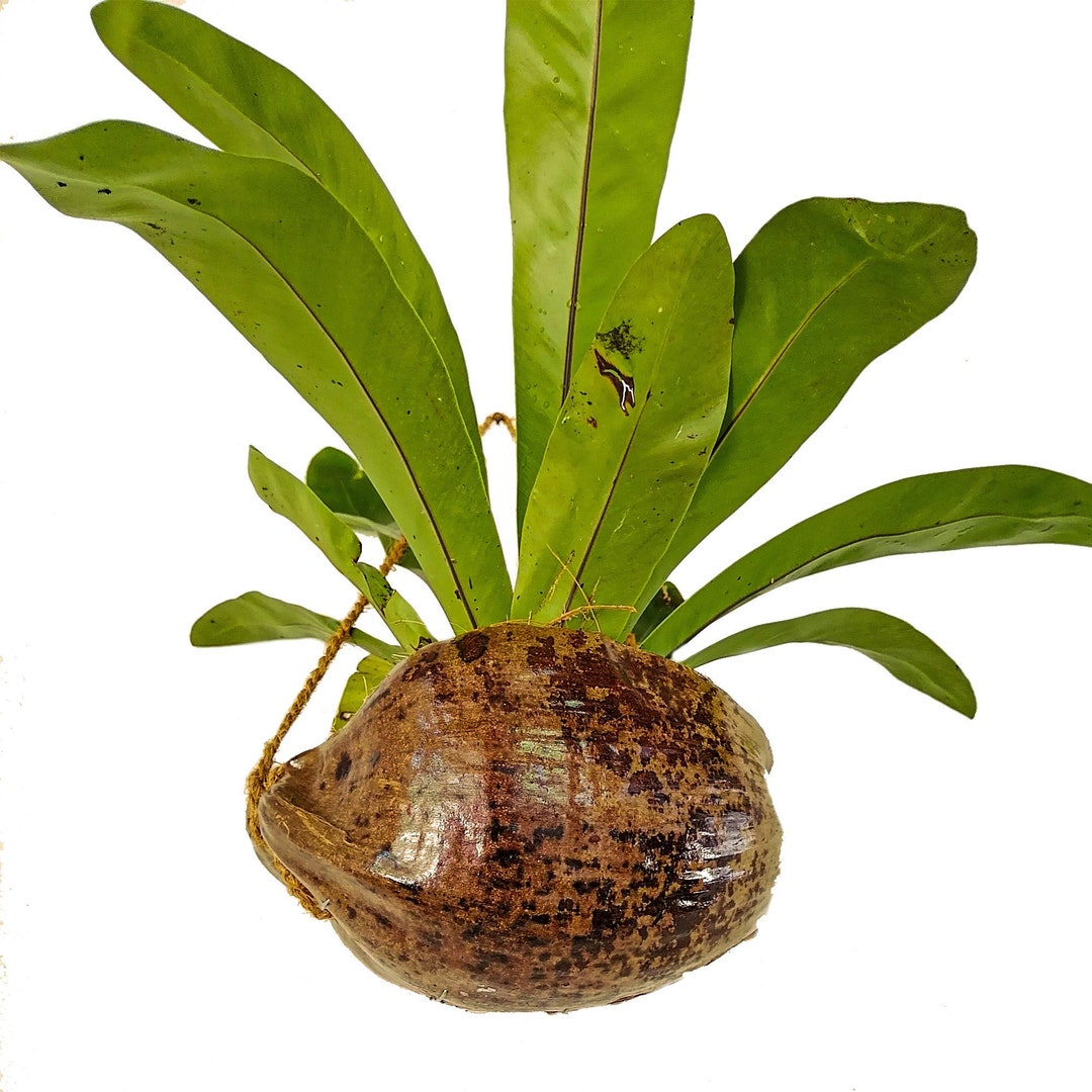 Coconut Husk Gardening Pot Coconut Husk Orchid Basket Coco Etsy