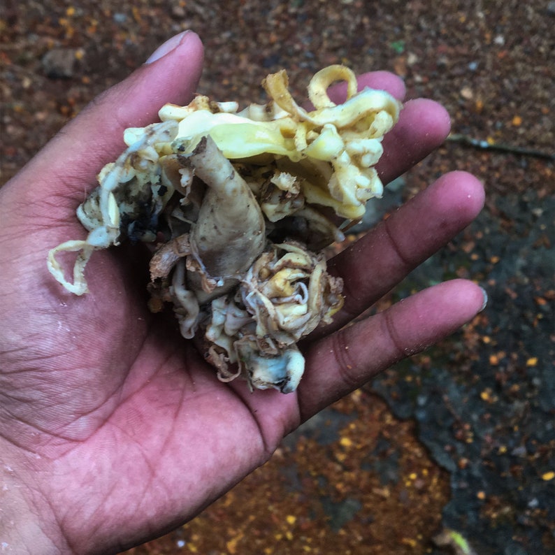 Coagulated Rubber Latex Gutta Percha Rubber Natural Etsy UK