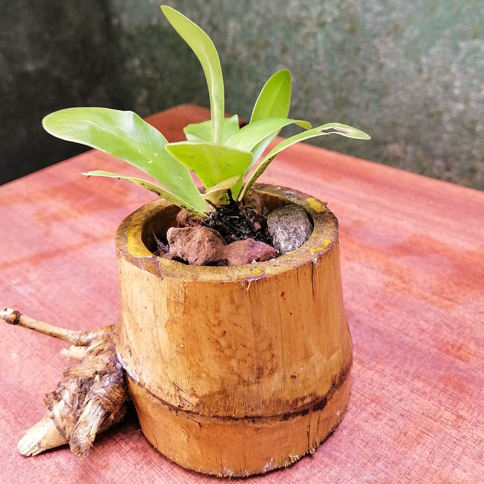 Bamboo Pot Bamboo Planter Pot Bamboo Vase Bamboo Mini Pot Etsy