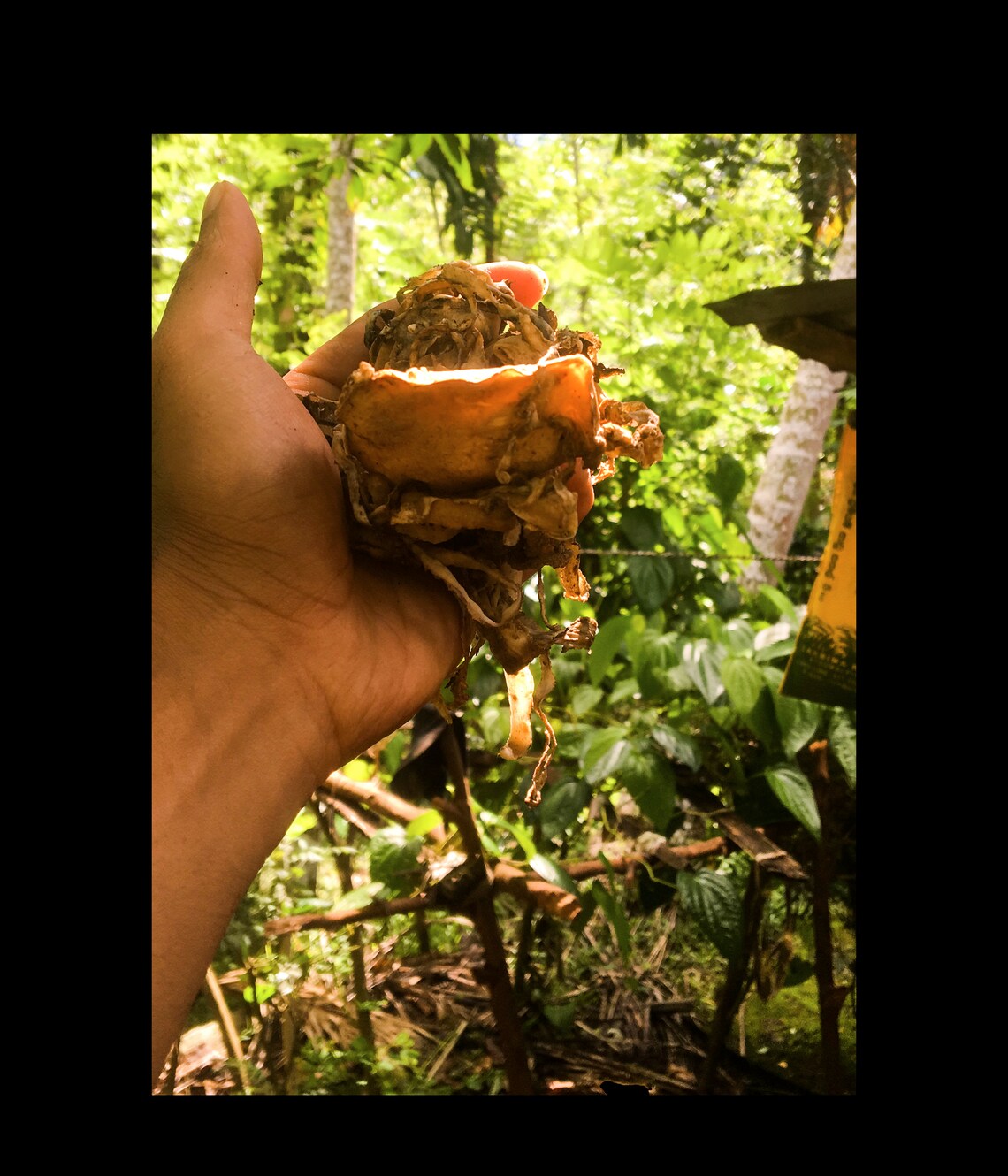 Natural Scrap Rubber Natural Coagulation Rubber Rubber Band Etsy