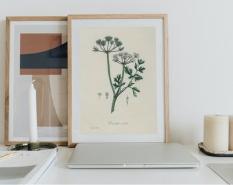 Water Dropwort Botanical Print – Poisonous Plant Illustration, Witchy Apothecary Wall Art, Gothic Herbalist Decor Printable