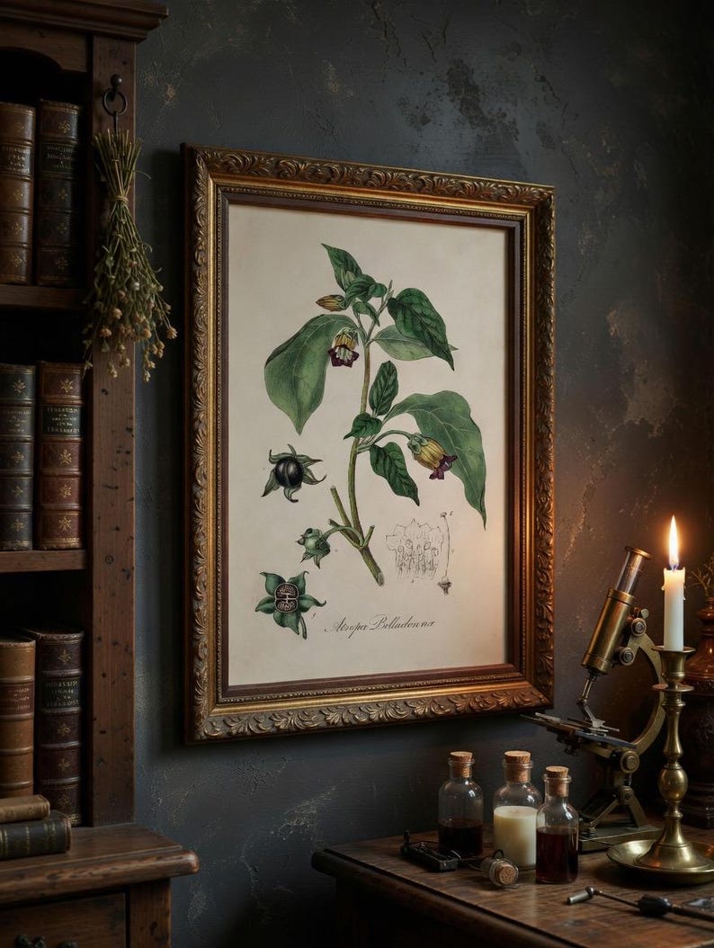 May include: Botanical illustration of a plant with green leaves, purple and yellow flowers, and black berries, framed in gold. The artwork is displayed on a dark wall, with a bookshelf, dried herbs, and scientific equipment nearby.