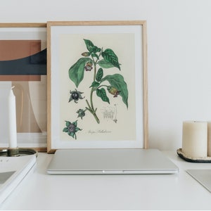 Deadly Nightshade Botanical- Digital Download Atropa Belladonna Vintage Illustration - Gothic Apothecary Art - Poison Garden Botanical Decor image 2