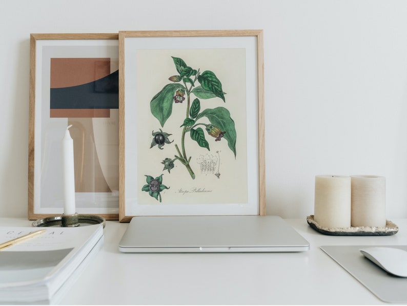 Deadly Nightshade Botanical- Digital Download Atropa Belladonna Vintage Illustration - Gothic Apothecary Art - Poison Garden Botanical Decor image 2
