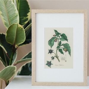 Deadly Nightshade Botanical- Digital Download Atropa Belladonna Vintage Illustration - Gothic Apothecary Art - Poison Garden Botanical Decor image 3