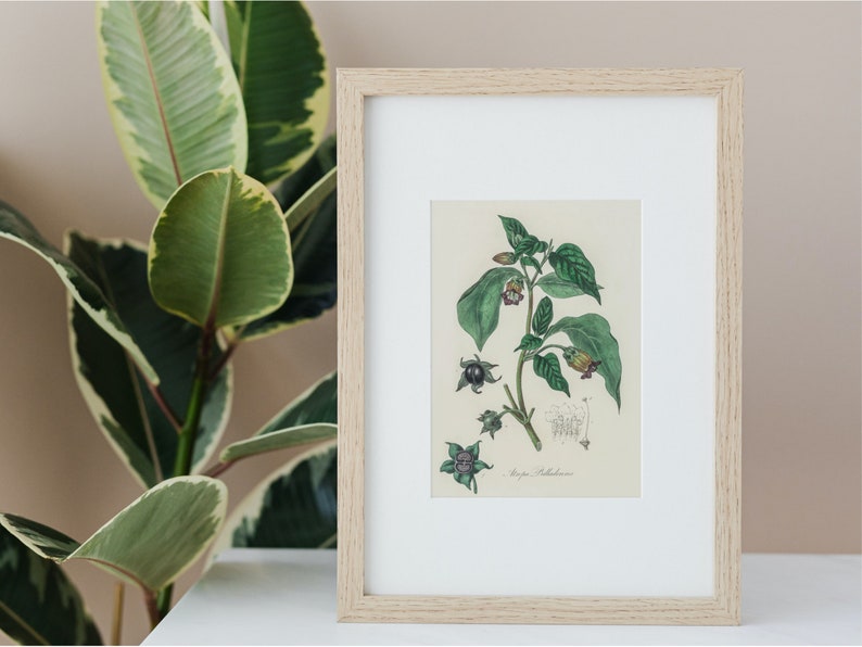 Deadly Nightshade Botanical- Digital Download Atropa Belladonna Vintage Illustration - Gothic Apothecary Art - Poison Garden Botanical Decor image 3