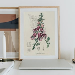 Op de afbeelding: Een ingelijste botanische illustratie van een roze en witte vingerhoedskruidbloem met groene bladeren. De illustratie is op een crèmekleurige achtergrond en de tekst "Digitalis purpurea" is onder de bloem gedrukt.