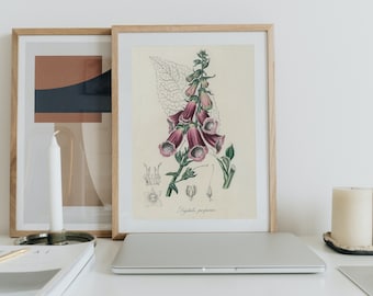 Fingerhut botanische Wandkunst - Digitalis Purpurea Vintage medizinische Illustration, Apothekerdekoration, dunkle Academia druckbar